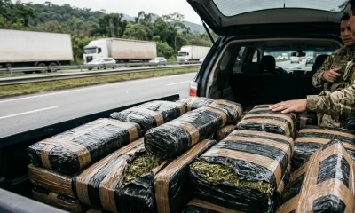 Maconha Hidropônica de R$ 1 Milhão é Apreendida em Caminhonete na Dutra; Motorista é Preso no RJ