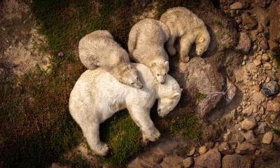 c-christopher-paetkau-wildlife-photographer-of-the-year