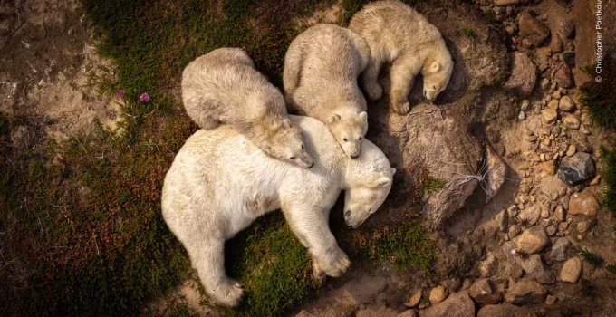 c-christopher-paetkau-wildlife-photographer-of-the-year