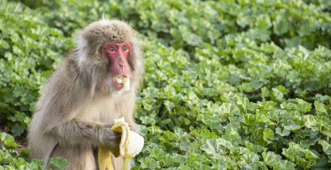 Macacos demonstram cautela aprendida após surto de doença em santuário Macacos demonstram cautela aprendida após surto de doença em santuário