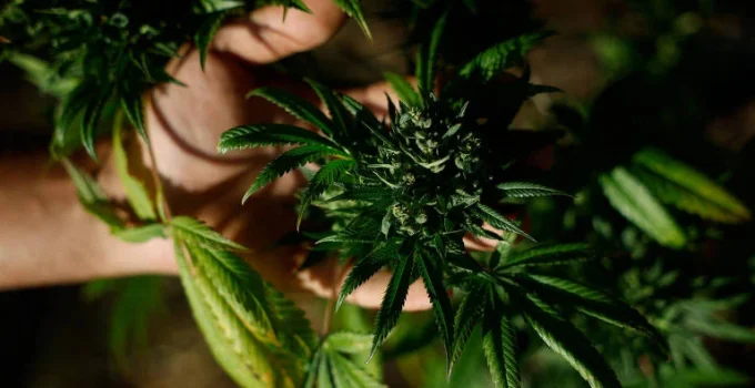 STJ decide que planos de saúde não são obrigados a cobrir Cannabis medicinal para uso domiciliar