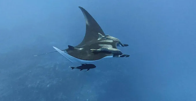 Arraias-manta jovens evitam longas viagens, enquanto adultas exploram centenas de quilômetros