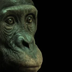 Chimpanzés demonstram autocontrole e priorizam amizades em experimento