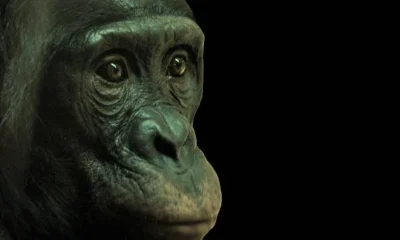 Chimpanzés demonstram autocontrole e priorizam amizades em experimento
