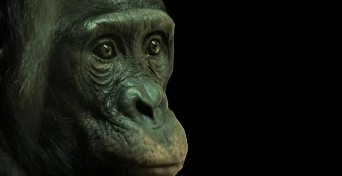 Chimpanzés demonstram autocontrole e priorizam amizades em experimento
