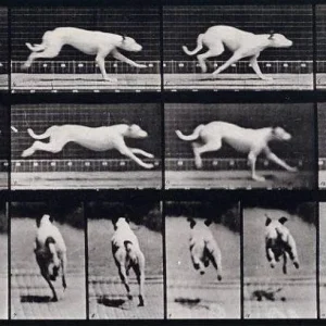 Quem venceria: Você ou um animal? A ciência desvenda as velocidades e os limites da corrida