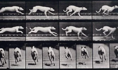 Quem venceria: Você ou um animal? A ciência desvenda as velocidades e os limites da corrida