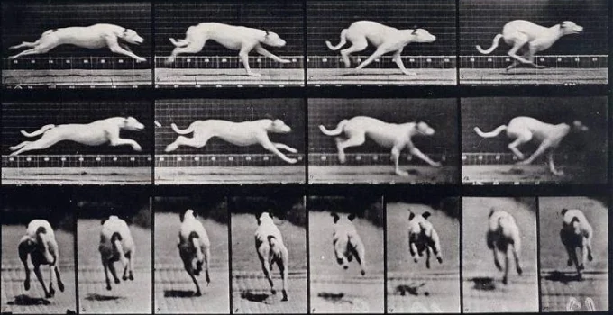 Quem venceria: Você ou um animal? A ciência desvenda as velocidades e os limites da corrida