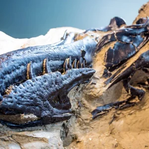 Fóssil de parente do T. rex é vendido por R$ 252 milhões em leilão nos EUA