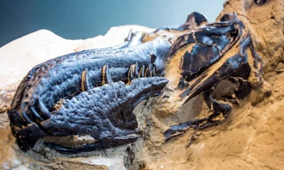Fóssil de parente do T. rex é vendido por R$ 252 milhões em leilão nos EUA