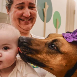 Animais em Hospitais: Cães Trazem Alívio e Bem-Estar a Pacientes e Equipes Médicas