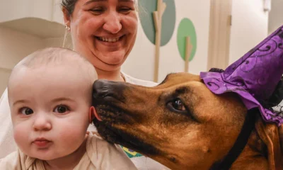 Animais em Hospitais: Cães Trazem Alívio e Bem-Estar a Pacientes e Equipes Médicas