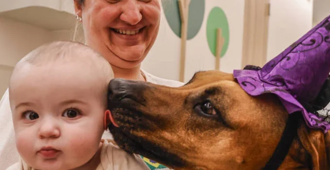 Animais em Hospitais: Cães Trazem Alívio e Bem-Estar a Pacientes e Equipes Médicas