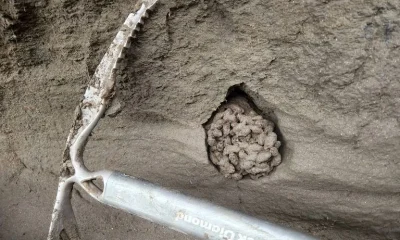 Fezes Congeladas de Esquilos Revelam Que Eles Devoravam Mamutes e Outros Gigantes Pré-Históricos no Canadá