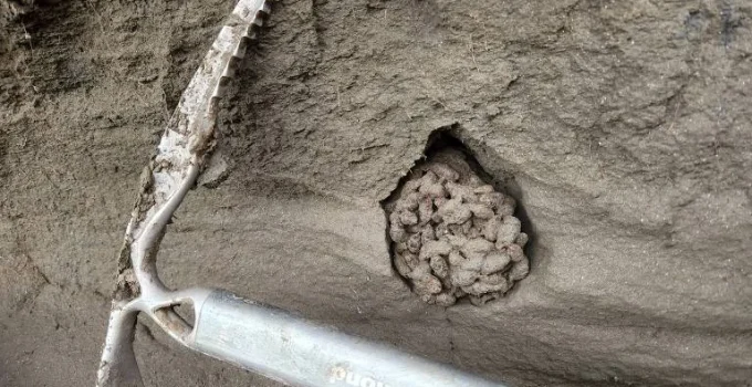 Fezes Congeladas de Esquilos Revelam Que Eles Devoravam Mamutes e Outros Gigantes Pré-Históricos no Canadá
