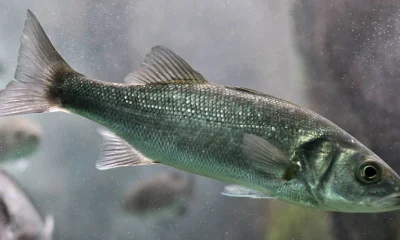 Aquecimento Global: Sexo de Peixes Pode se Reverter Naturalmente Em Gerações, Revela Estudo Inovador