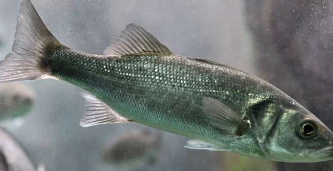 Aquecimento Global: Sexo de Peixes Pode se Reverter Naturalmente Em Gerações, Revela Estudo Inovador