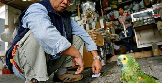 Agachamento Asiático: A Chave Secreta para Mobilidade e Saúde que Você Pode Aprender para Viver Melhor