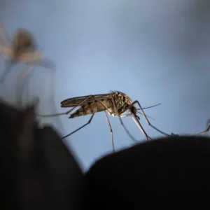 Por que mosquitos picam mais algumas pessoas? Ciência revela a complexa mistura química que nos torna ímãs