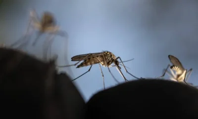 Por que mosquitos picam mais algumas pessoas? Ciência revela a complexa mistura química que nos torna ímãs