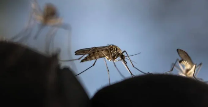 Por que mosquitos picam mais algumas pessoas? Ciência revela a complexa mistura química que nos torna ímãs