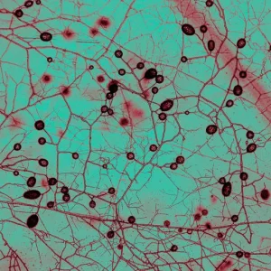 IA e Robôs Revelam Rede Global de Fungos Subterrâneos com Carbono Equivalente a 4x a Humanidade