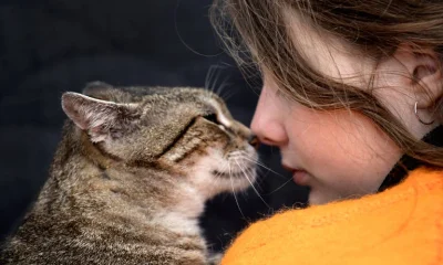 Gatos em Casa Não Pioram Asma em Crianças, Revela Estudo Sueco Surpreendente