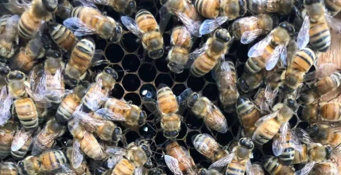 Segredo Revelado: Abelhas Operárias Constroem 'Palácio' Real Que Define o Destino da Futura Rainha