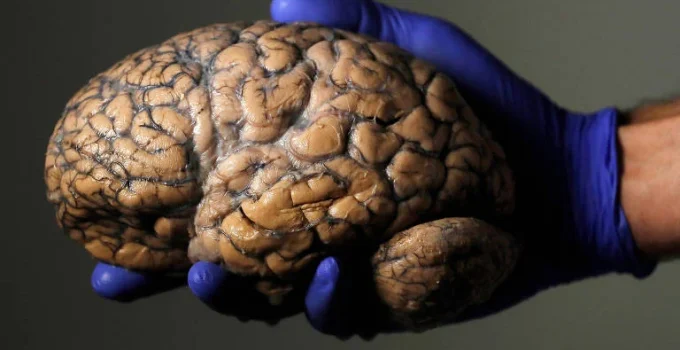 Cérebro Bilíngue: Estudo Revela Surpreendente Integração no Processamento de Dois Idiomas