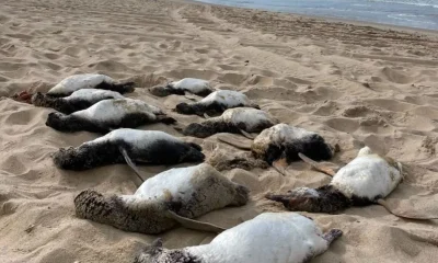 Temporada de Pinguins em SC: Quase 800 Aves Morrem Antes do Inverno Chegar; Entenda o Fenômeno