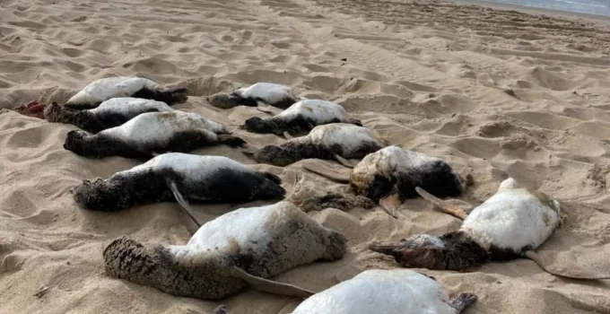 Temporada de Pinguins em SC: Quase 800 Aves Morrem Antes do Inverno Chegar; Entenda o Fenômeno