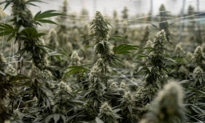Marcas Ignoram Anvisa e Promovem Cannabis Medicinal na Internet com Promessas Milagrosas