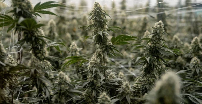 Marcas Ignoram Anvisa e Promovem Cannabis Medicinal na Internet com Promessas Milagrosas