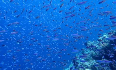 Por que os peixes não têm pelos? A evolução das coberturas corporais aquáticas