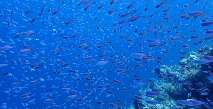 Por que os peixes não têm pelos? A evolução das coberturas corporais aquáticas