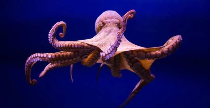 Polvos: Uma Janela para a Inteligência Alienígena Aqui na Terra Polvos: Uma Janela para a Inteligência Alienígena Aqui na Terra