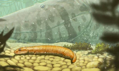 Primeiros animais a conquistar a terra não tinham fase larval aquática, aponta estudo