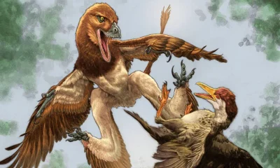 Descoberto fóssil de dinossauro emplumado que podia planar, parente próximo do Velociraptor