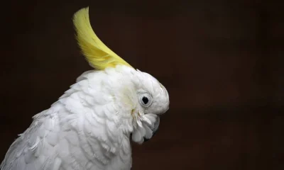 Masturbação em Aves: Um Comportamento Natural e Subestimado