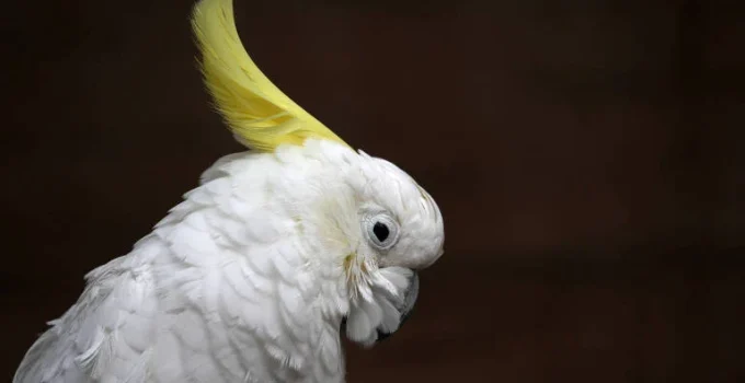 Masturbação em Aves: Um Comportamento Natural e Subestimado