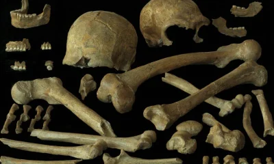 Últimos Neandertais Europeus Eram Saudáveis e se Reproduziam Normalmente, Revela Estudo Genético