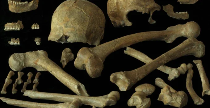 Últimos Neandertais Europeus Eram Saudáveis e se Reproduziam Normalmente, Revela Estudo Genético