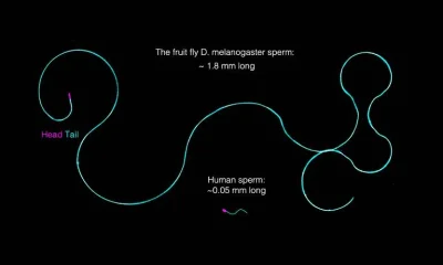 O Enigma dos Espermatozoides Gigantes: Como Moscas Evitam o Emaranhamento Celular