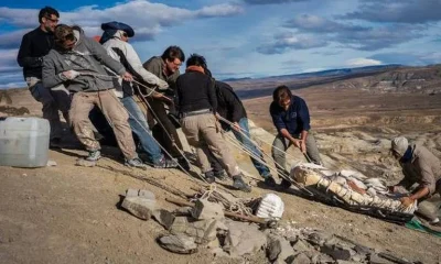 América do Sul vive era de ouro na caça a fósseis de dinossauros