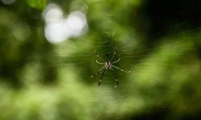 Tempestades Transformam Florestas Andinas em Filtros Naturais para Sobrevivência de Aranhas