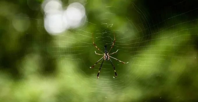 Tempestades Transformam Florestas Andinas em Filtros Naturais para Sobrevivência de Aranhas