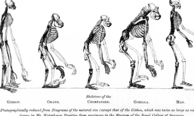 Parto difícil não é exclusividade humana, revela estudo científico