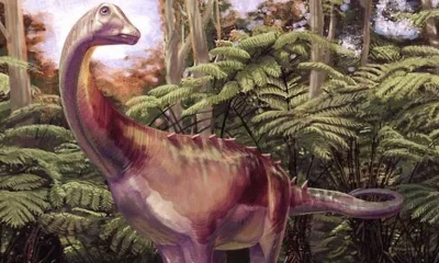 Fóssil esquecido em gaveta por 40 anos revela ser o primeiro dinossauro descoberto na Antártida