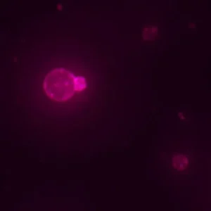 Cientistas criam célula sintética que se alimenta, cresce e se reproduz