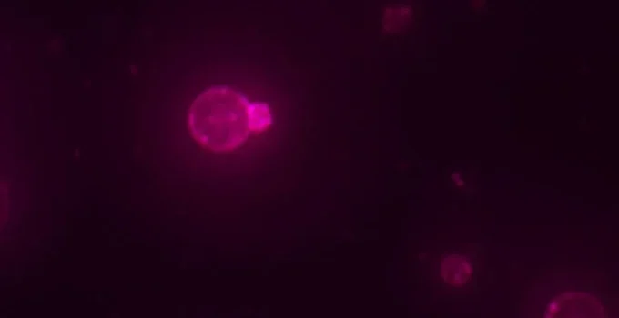 Cientistas criam célula sintética que se alimenta, cresce e se reproduz